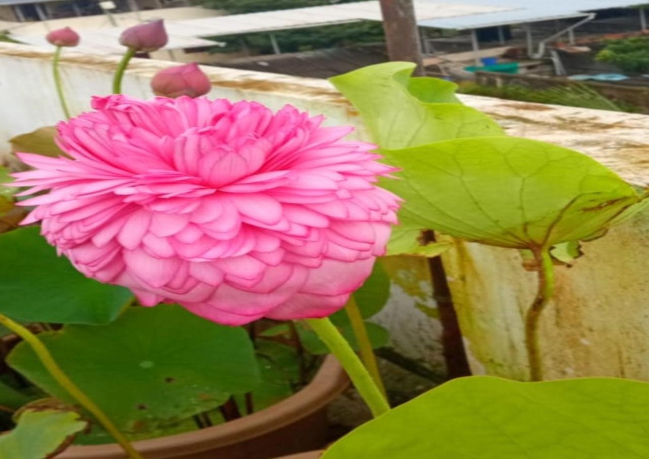 Raelyn'S Homestay Kochi Exterior foto